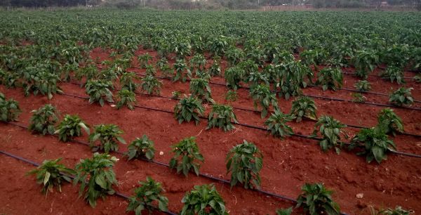 irrigation image